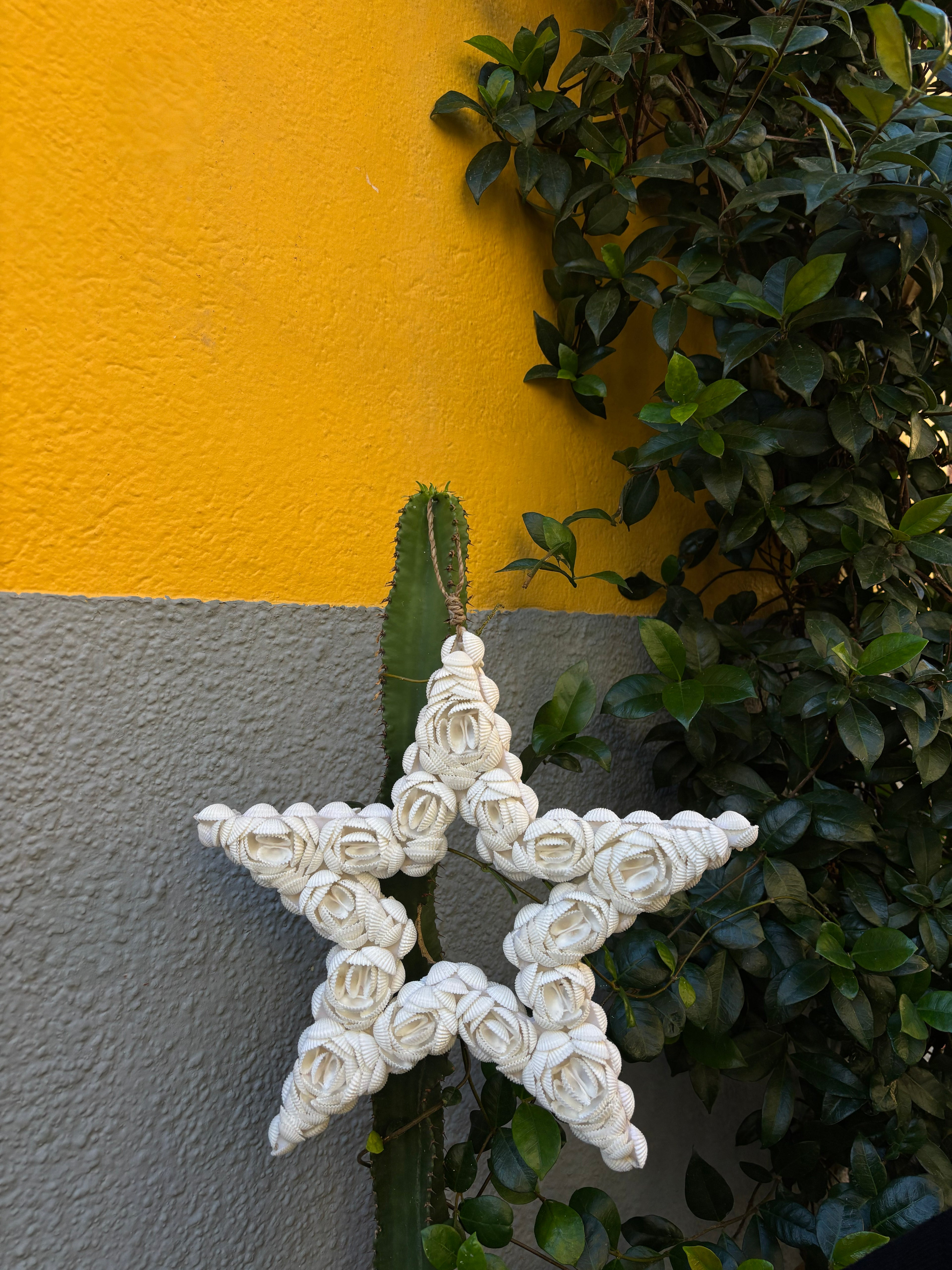 Etoile en coquillages